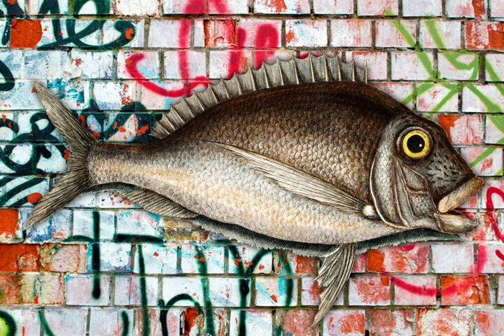 Pittura intitolato "Graffiti Fish Fishi…" da Tony Rubino, Opera d'arte originale, Acrilico Montato su Telaio per barella in…
