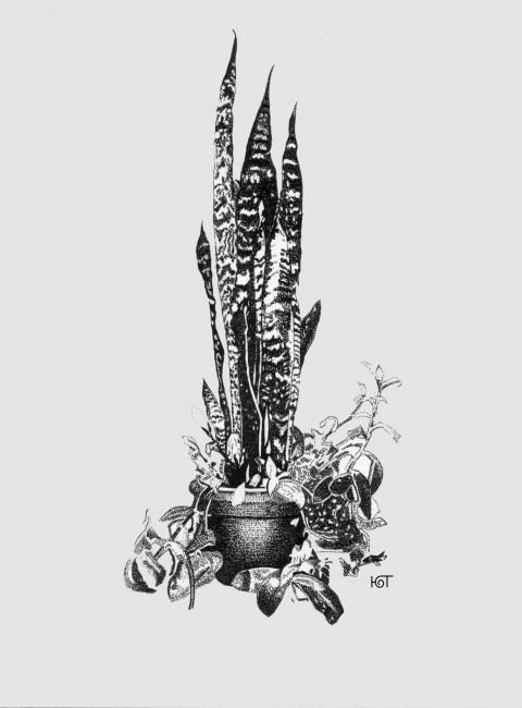 Drawing titled "Houseplant" by Yuri Topor, Original Artwork, Other