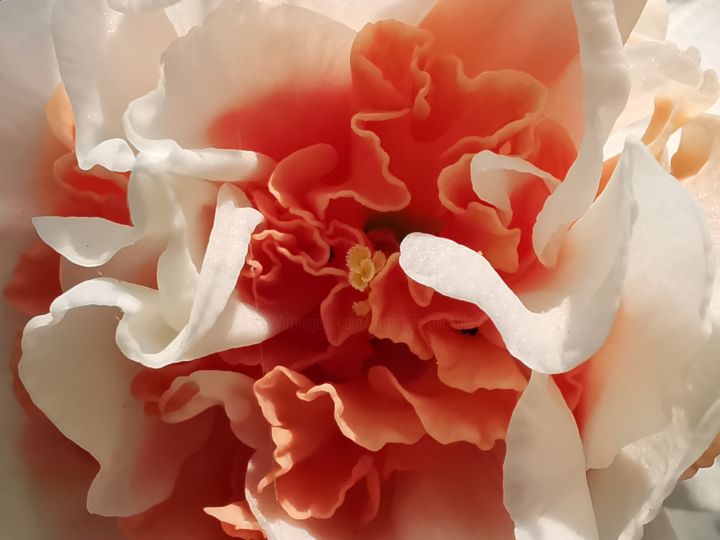 Photographie intitulée "Dentelle de narciss…" par Michèle Tortissier, Œuvre d'art originale