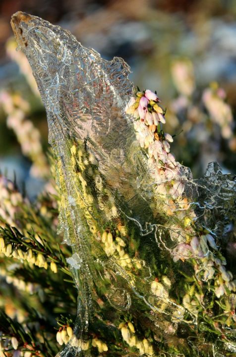 Photographie intitulée "Verdure glacée.jpeg" par Michèle Tortissier, Œuvre d'art originale