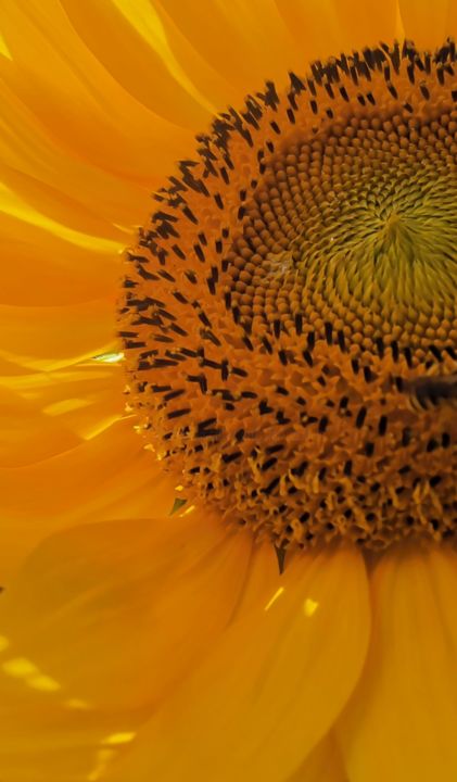 Fotografia zatytułowany „Coeur de Tournesol” autorstwa Michèle Tortissier, Oryginalna praca, Fotografia cyfrowa