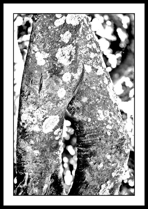 Photography titled "Trunks 4" by Touche, Original Art, Digital Photography