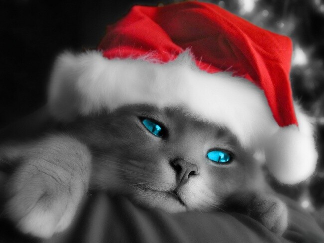 Photography titled "Christmas_Cat.jpg" by Toumi Soufiane, Original Artwork