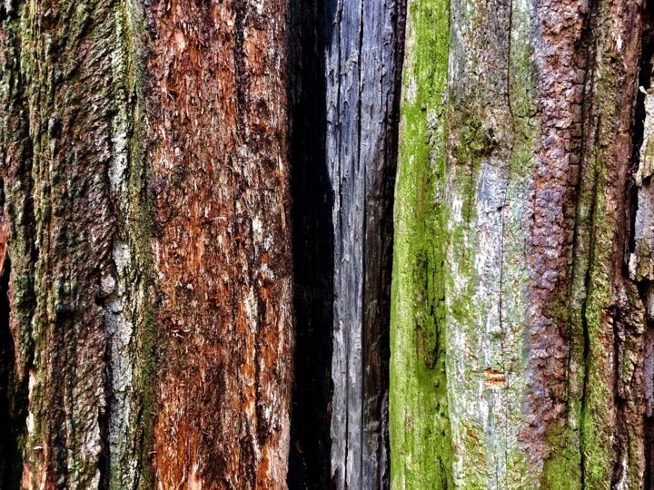 "Bandwidth" başlıklı Fotoğraf Toxic/Nature Studios tarafından, Orijinal sanat, Dijital Fotoğrafçılık