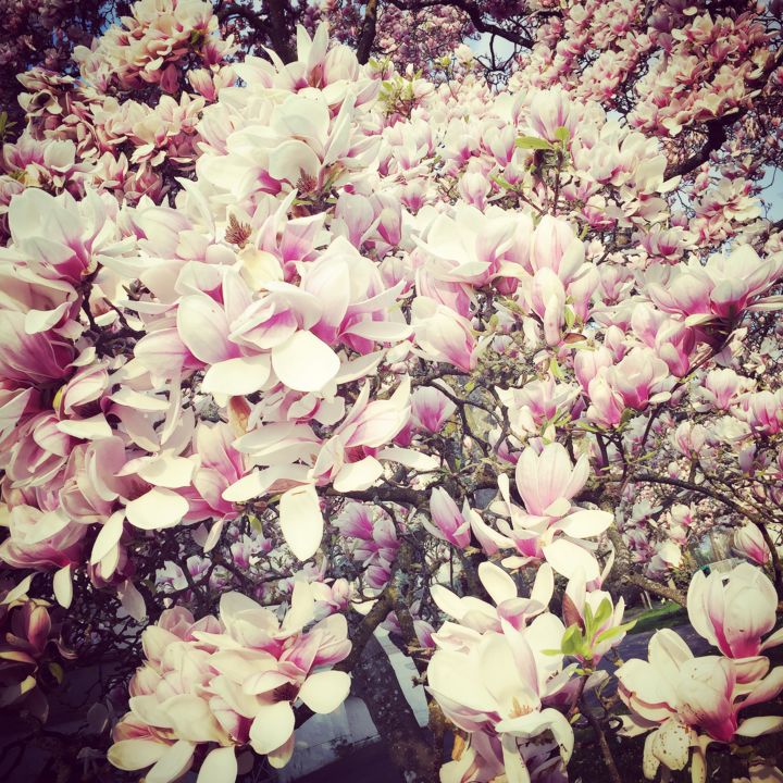 Фотография под названием "Magnolias en fleur" - Quan Ly, Подлинное произведение искусства