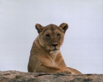 Photographie intitulée "Serengeti Lion" par Tracey, Œuvre d'art originale