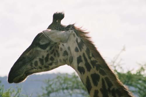 Photographie intitulée "Giraffe" par Tracey, Œuvre d'art originale