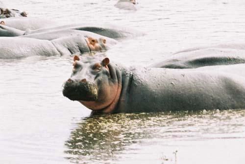 Photographie intitulée "Hippo" par Tracey, Œuvre d'art originale