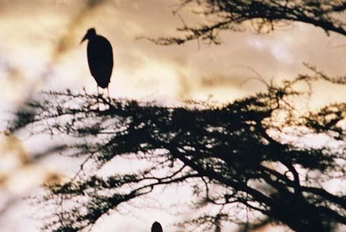 Photographie intitulée "Bird in a Tree" par Tracey, Œuvre d'art originale