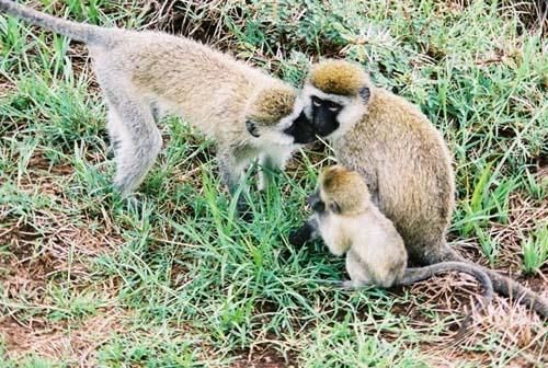 Photography titled "Monkey Family" by Tracey, Original Artwork