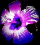 Arts numériques intitulée "purple flower" par Tracey Waters, Œuvre d'art originale
