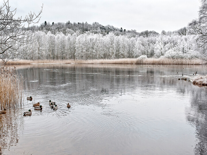 Photographie intitulée "Frosty 2" par Trank, Œuvre d'art originale, Photographie numérique