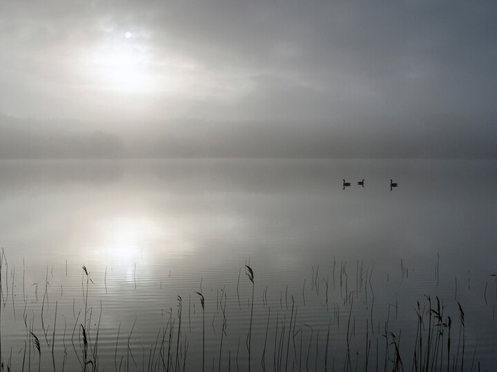 "Misty morning 8" başlıklı Fotoğraf Trank tarafından, Orijinal sanat, Dijital Fotoğrafçılık