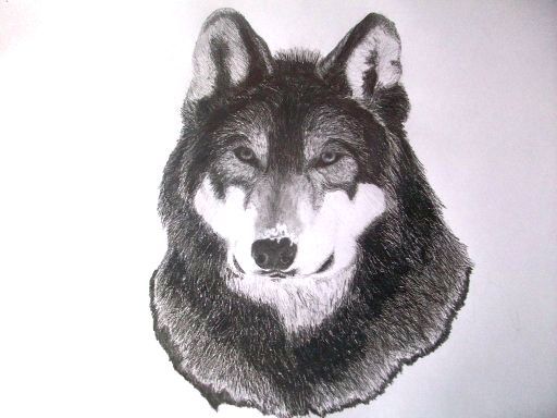 Drawing titled "Lobo" by Macarena Sevilla, Original Artwork, Other