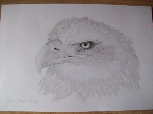 Drawing titled "Águila" by Macarena Sevilla, Original Artwork, Other