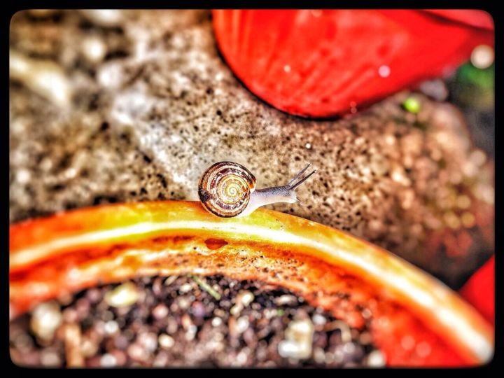 Photography titled "SNAIL" by Manos Kastanakis, Original Artwork