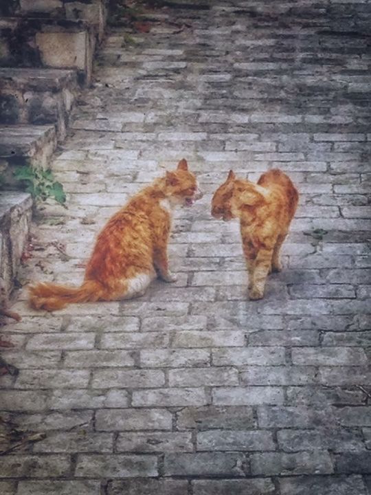 Fotografia intitolato "Street Cats" da Manos Kastanakis, Opera d'arte originale