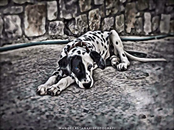 Photography titled "Dalmatian Dog" by Manos Kastanakis, Original Artwork