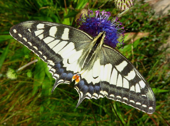 Photographie intitulée "Papillon Machaon" par Joël Tribhout, Œuvre d'art originale, Photographie numérique