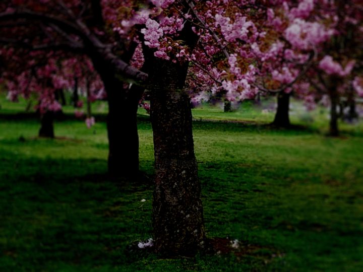 Fotografia intitolato "Blossoms" da Tricia Miho, Opera d'arte originale, Fotografia digitale