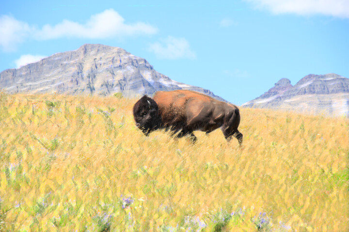 Fotografia zatytułowany „Bison” autorstwa Trimidi, Oryginalna praca, Fotografia cyfrowa