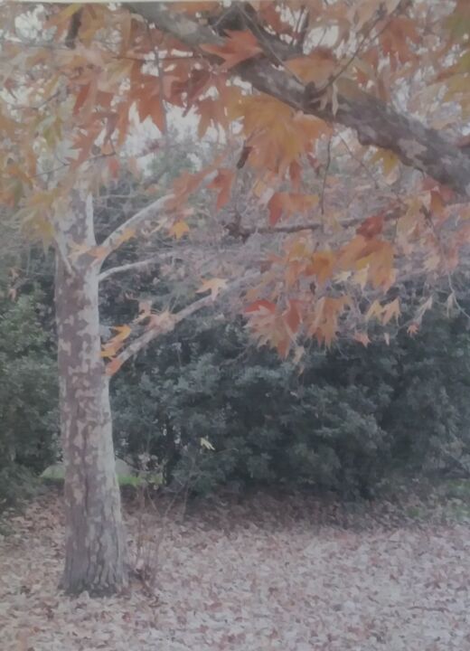 Photography titled "Last Autumn Leaves" by Trina Cameron, Original Artwork, Non Manipulated Photography