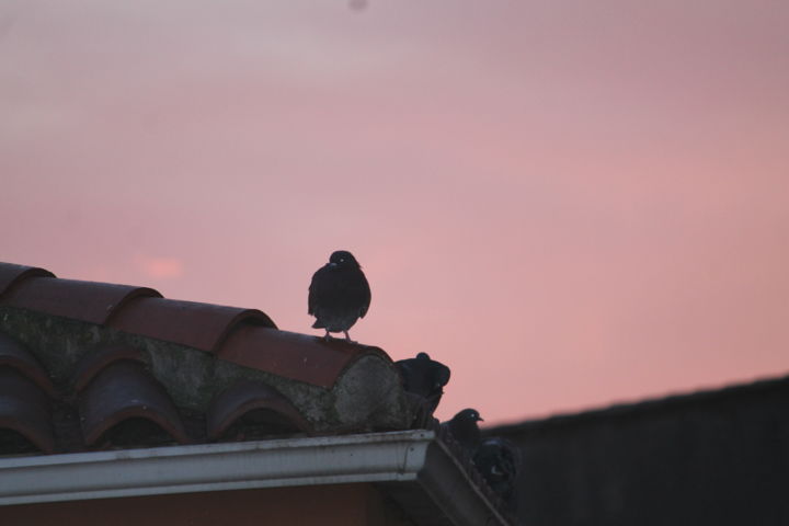 Photographie intitulée "Pigeons à l'aube" par Elisabeth Feixes-Troin, Œuvre d'art originale