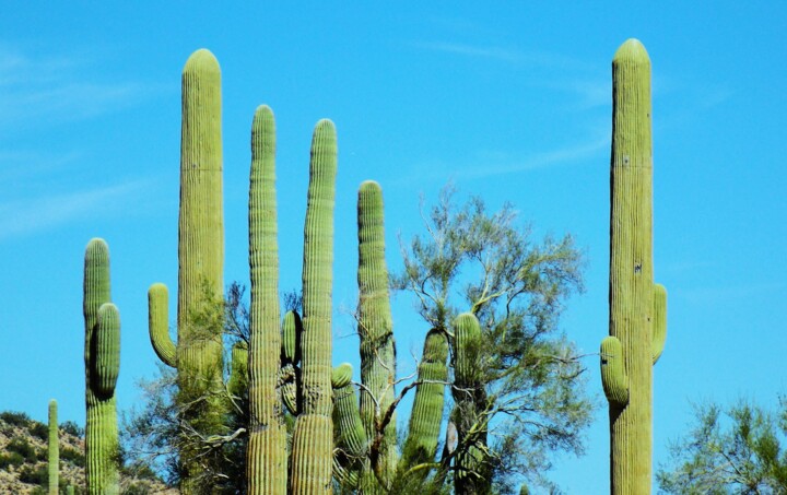 Digitale Kunst getiteld "Sunlight Saguaro" door Troy Wilson-Ripsom, Origineel Kunstwerk, Gemanipuleerde fotografie