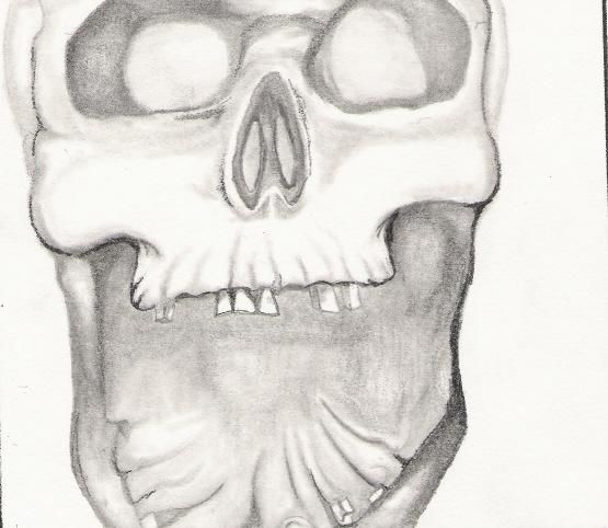 Zeichnungen mit dem Titel "study of skull" von Todd Searles, Original-Kunstwerk