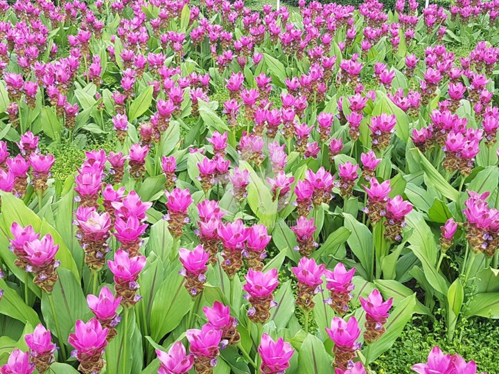 Photographie intitulée "Queen of Park BKK" par Tu Diamond, Œuvre d'art originale, Photographie non manipulée