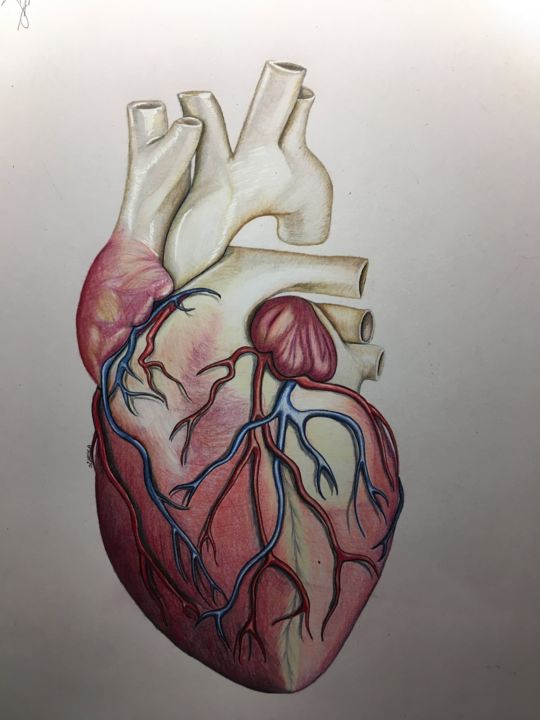Dibujo titulada "das Herz" por Tomrisart, Obra de arte original, Conté