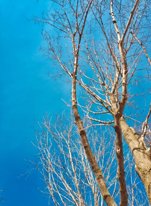 Photographie intitulée "tree" par Maëlle Turcot, Œuvre d'art originale, Photographie numérique