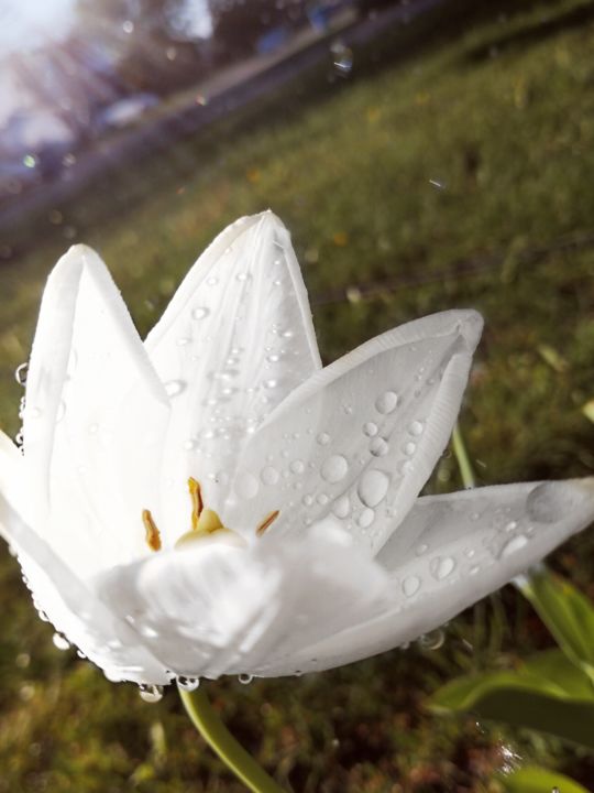 Φωτογραφία με τίτλο "white flower" από Maëlle Turcot, Αυθεντικά έργα τέχνης, Ψηφιακή φωτογραφία