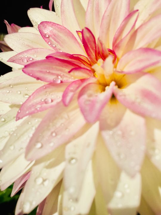 Photographie intitulée "fleur et eau" par Maëlle Turcot, Œuvre d'art originale, Photographie numérique