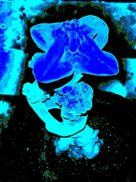 Fotografia intitulada "blue night angel" por Uirapuru, Obras de arte originais