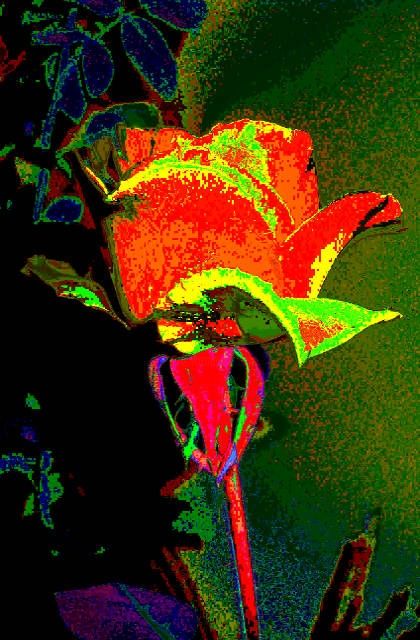 Fotografia intitulada "super rose" por Uirapuru, Obras de arte originais