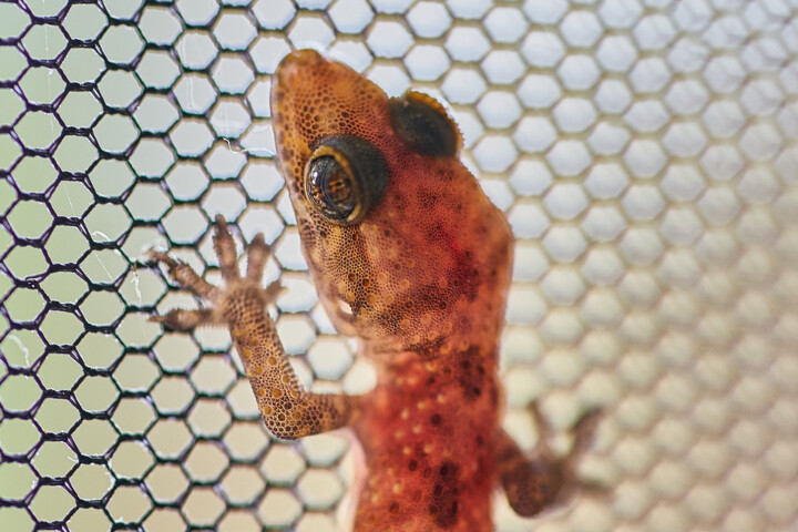 Fotografie mit dem Titel "Gecko" von Ulli Heupel, Original-Kunstwerk, Digitale Fotografie