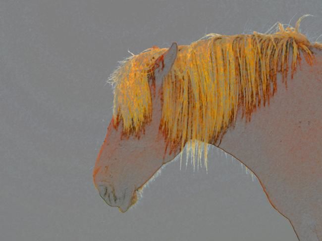Photographie intitulée "Horse 1" par Ulli Heupel, Œuvre d'art originale