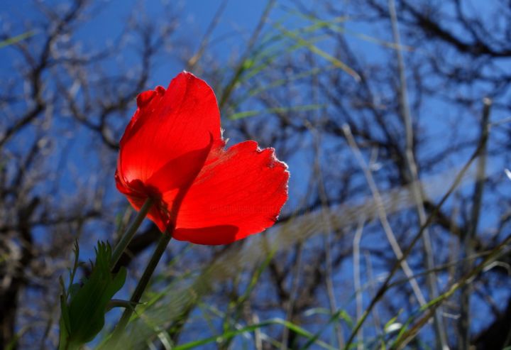 Photography titled "Floral Pics XLIII" by Ulli Heupel, Original Artwork