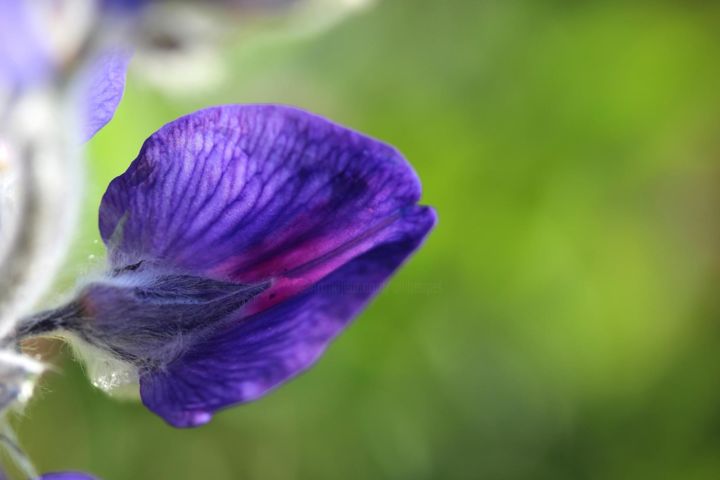 Fotografia intitulada "Floral Pics LXVI" por Ulli Heupel, Obras de arte originais