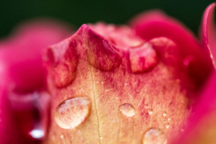Фотография под названием "Floral Pics LXVII" - Ulli Heupel, Подлинное произведение искусства