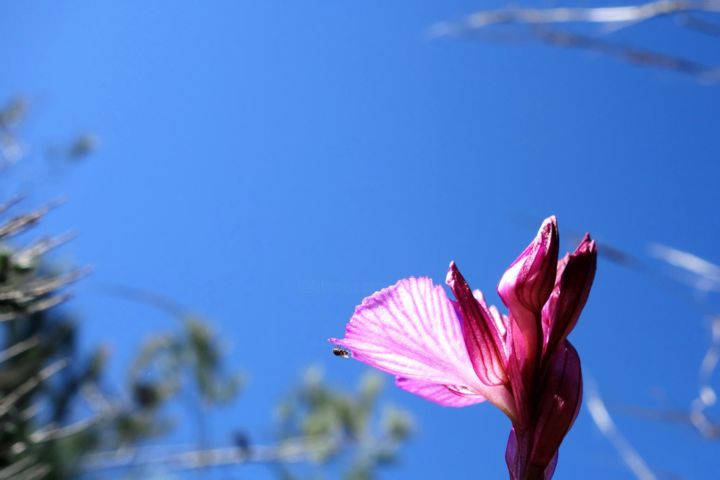 Fotografie getiteld "Floral Pics LXXI" door Ulli Heupel, Origineel Kunstwerk