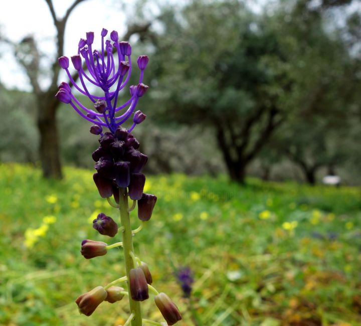 Photography titled "Crete XLVIII" by Ulli Heupel, Original Artwork