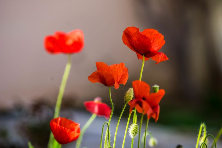 "Floral Pics LXXXIV" başlıklı Fotoğraf Ulli Heupel tarafından, Orijinal sanat