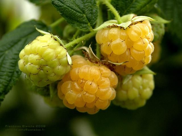 Fotografie getiteld "Framboises Blanches" door Umberto Pato, Origineel Kunstwerk