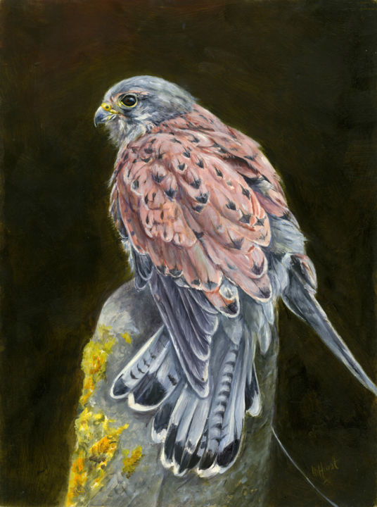 Painting titled "Male Eurpean kestrel" by Una Hurst, Original Artwork, Oil