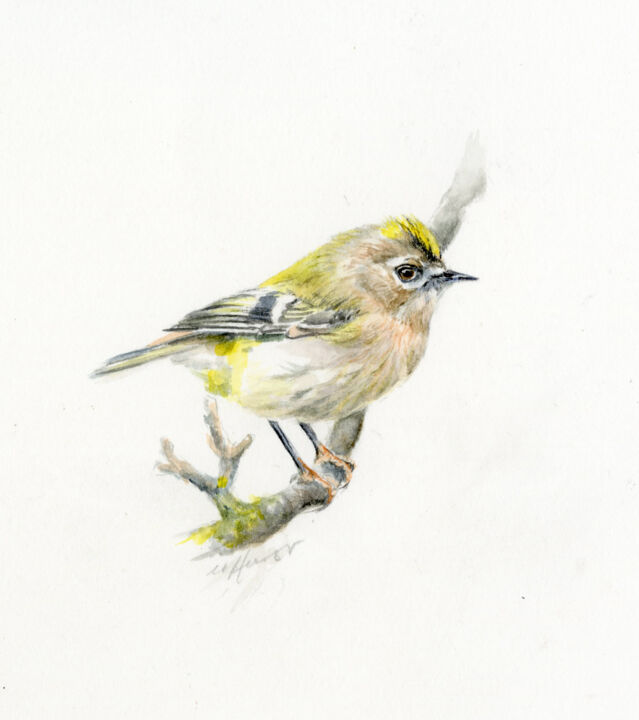 Painting titled "Goldcrest, bird" by Una Hurst, Original Artwork, Watercolor