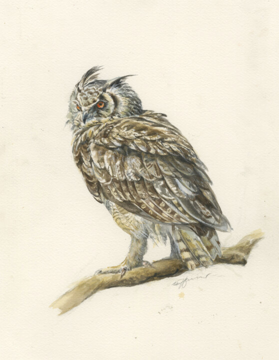 Peinture intitulée "Long-eared owl Asio…" par Una Hurst, Œuvre d'art originale, Aquarelle