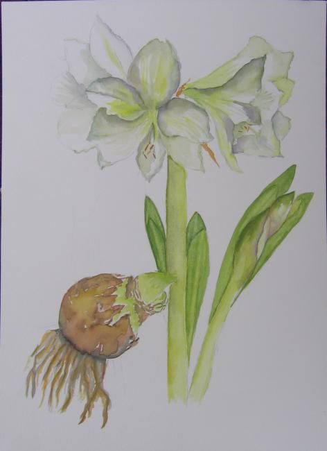 Malerei mit dem Titel "amaryllis blanc" von Massrej, Original-Kunstwerk, Öl