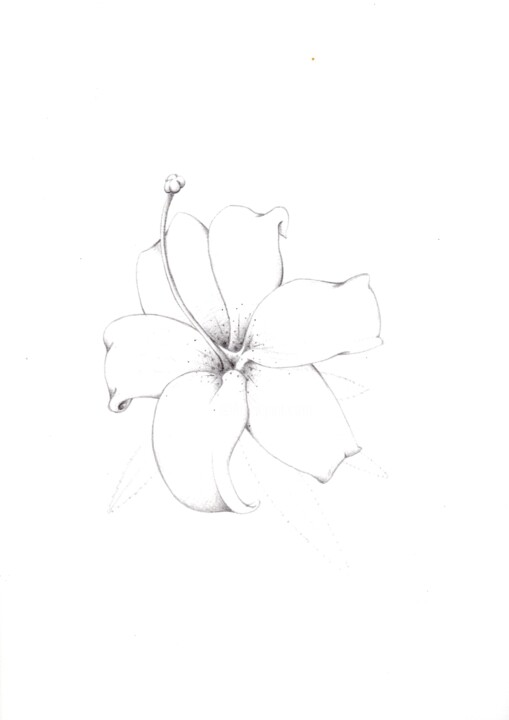 Dessin intitulée "fleur" par Unknown Artist, Œuvre d'art originale, Crayon